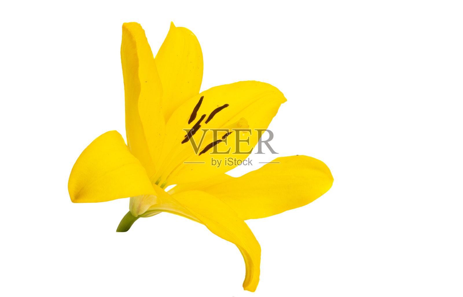 黄色百合孤立照片摄影图片