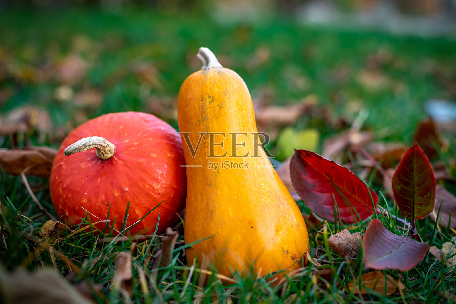 两个不同形状的装饰南瓜放在枯萎的叶子上。秋天的背景。照片摄影图片