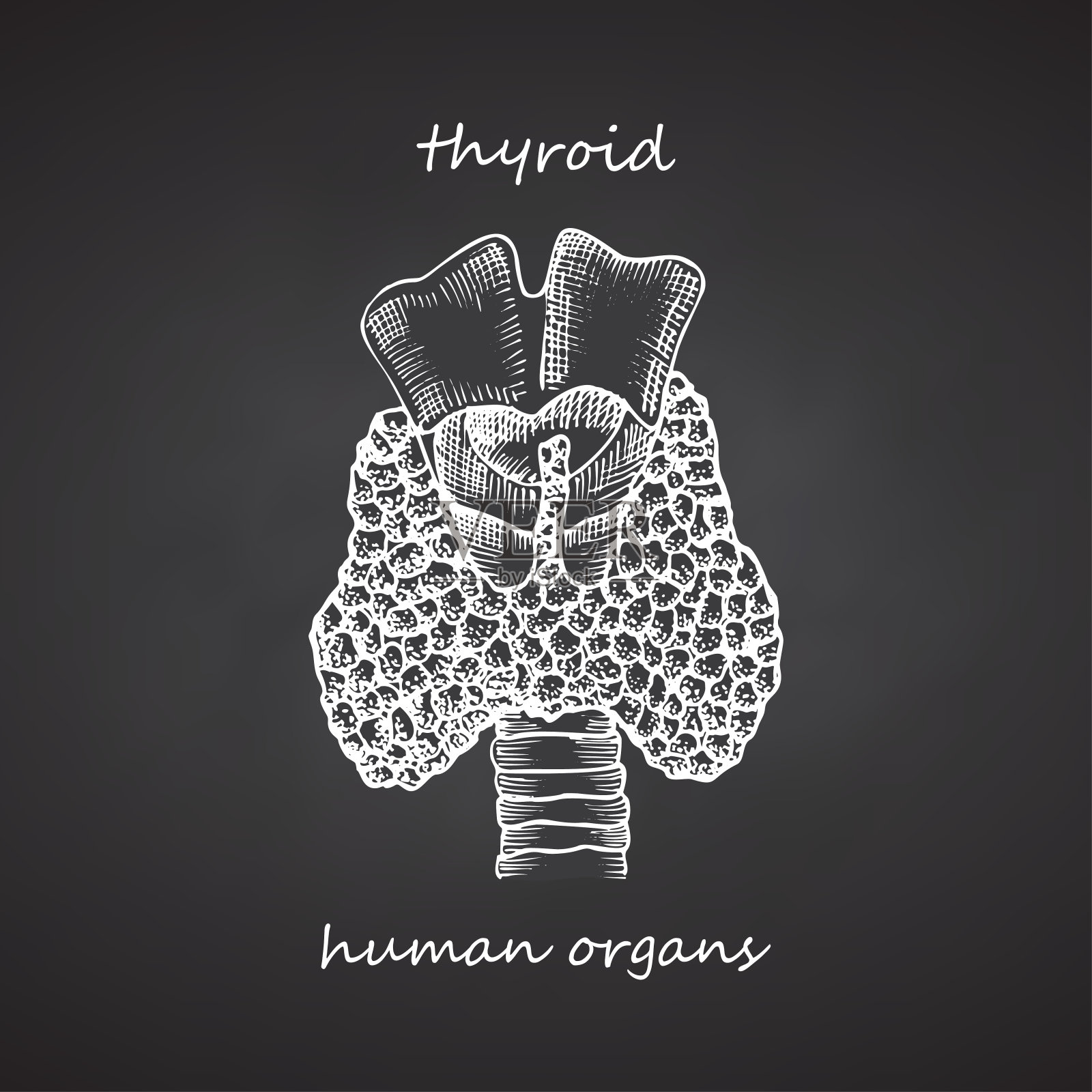 甲状腺的结构和部分。手绘图标孤立在黑色黑板背景人体内部器官。雕刻艺术。病理学、疾病、治疗插画图片素材