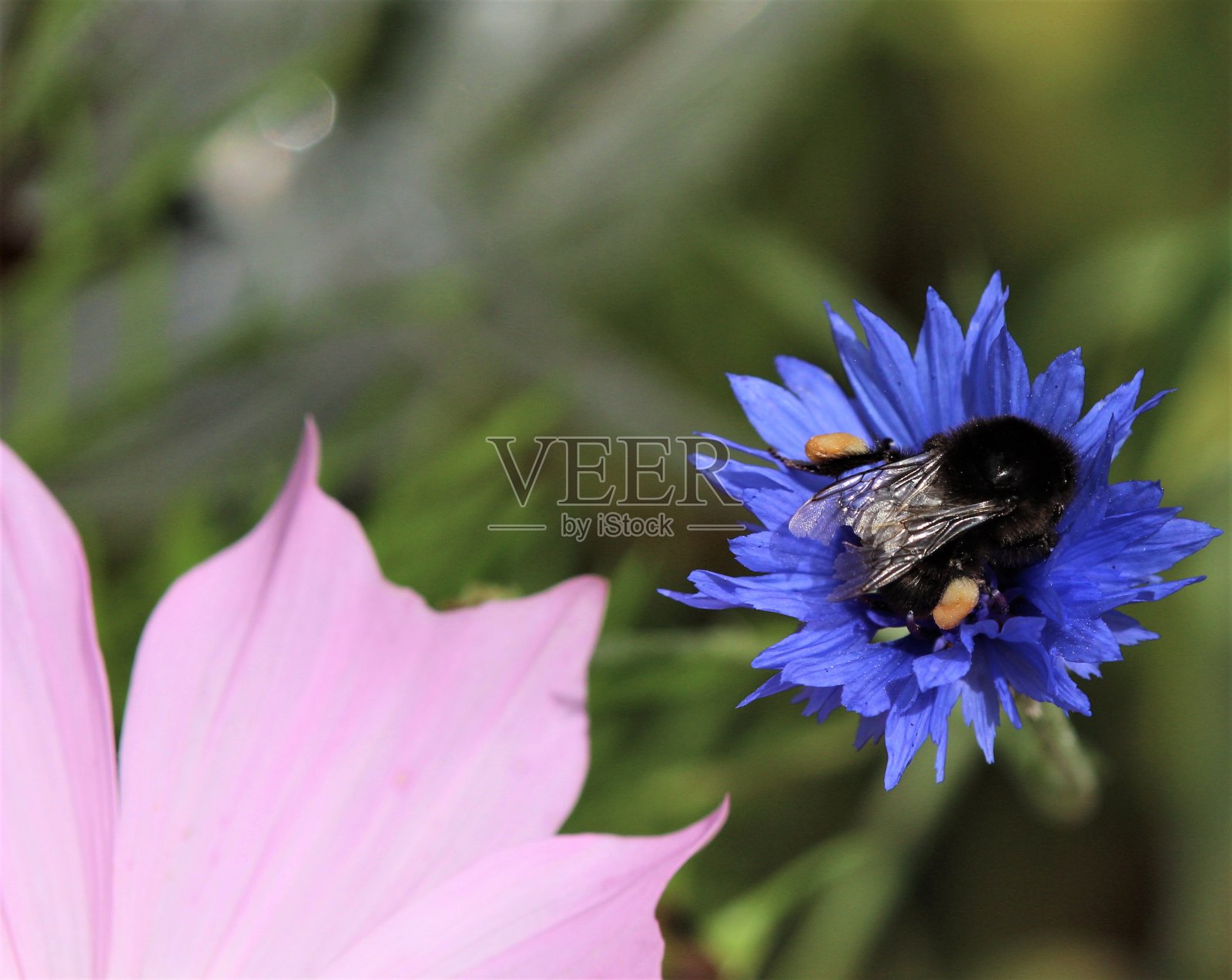 努力工作照片摄影图片