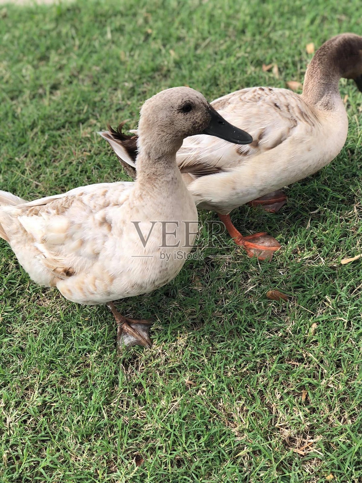 鸭子照片摄影图片