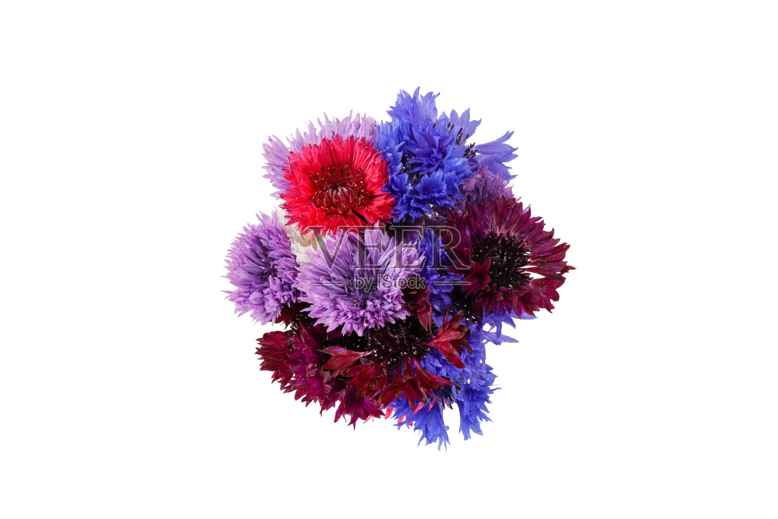 白色背景下的一束矢车菊照片摄影图片