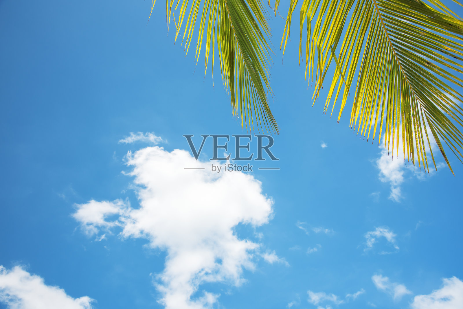 蓝天下的热带棕榈叶照片摄影图片