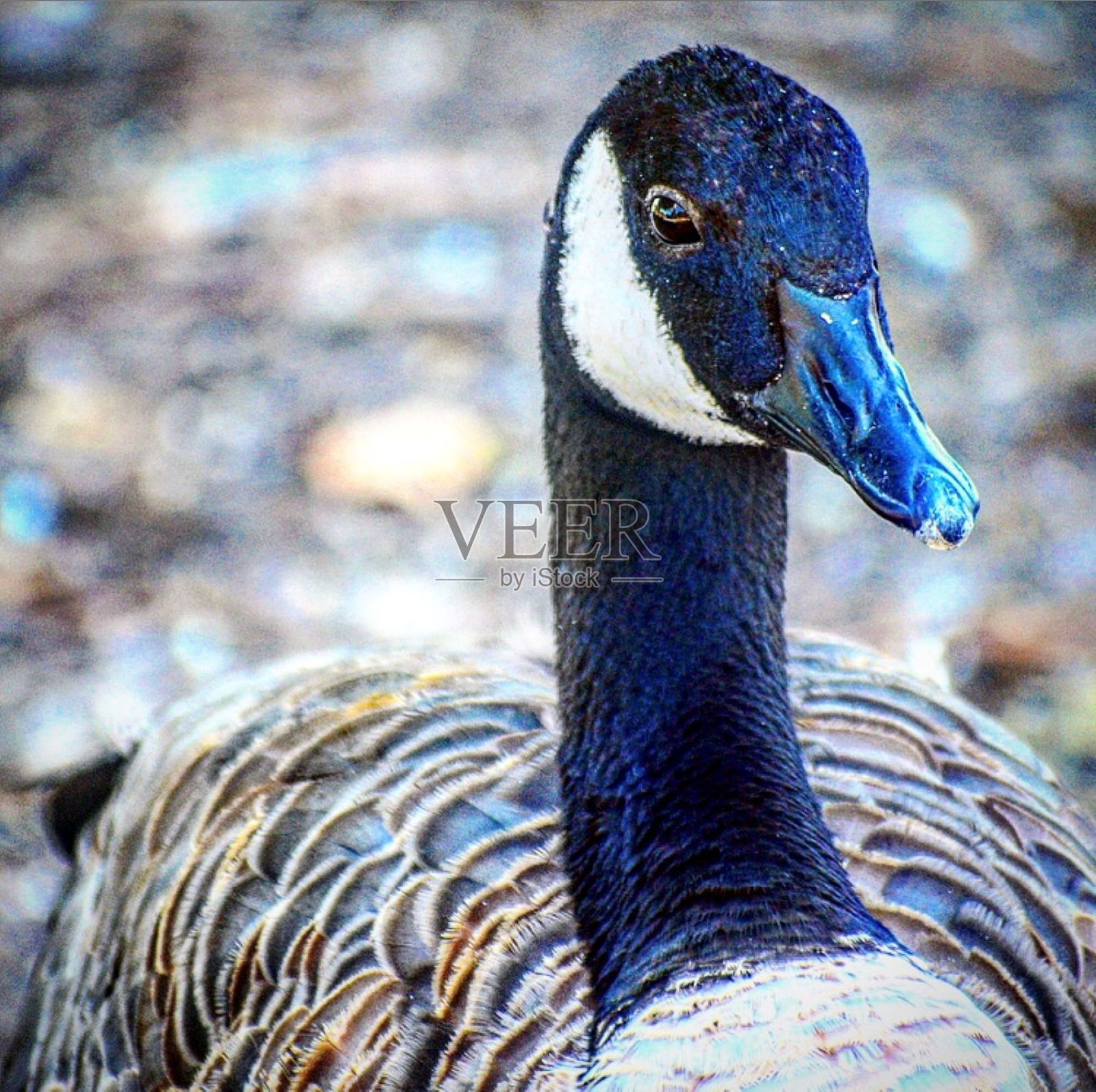加拿大鹅的特写照片摄影图片