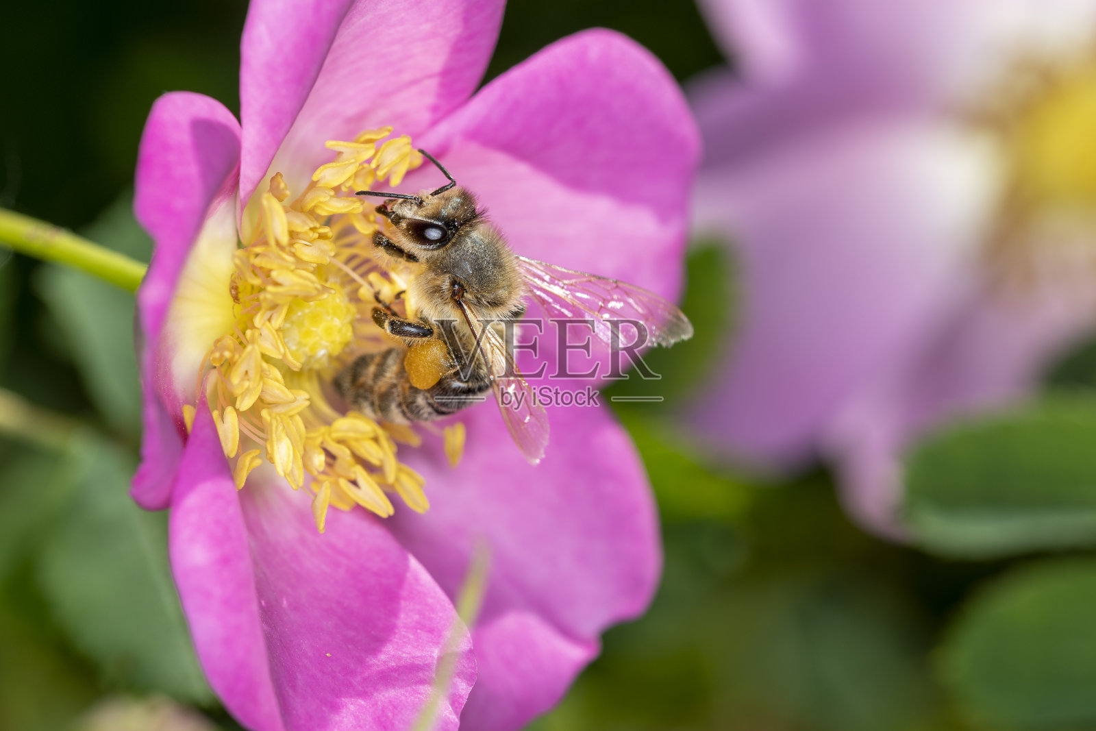 蜜蜂 - 阿皮斯梅利维拉 - 授粉罗莎彭杜利纳照片摄影图片