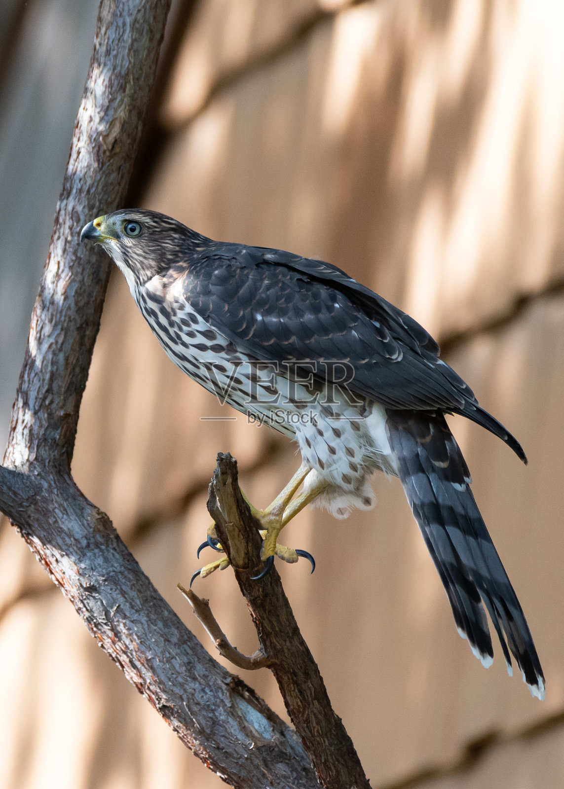 库珀鹰坐在树枝上照片摄影图片