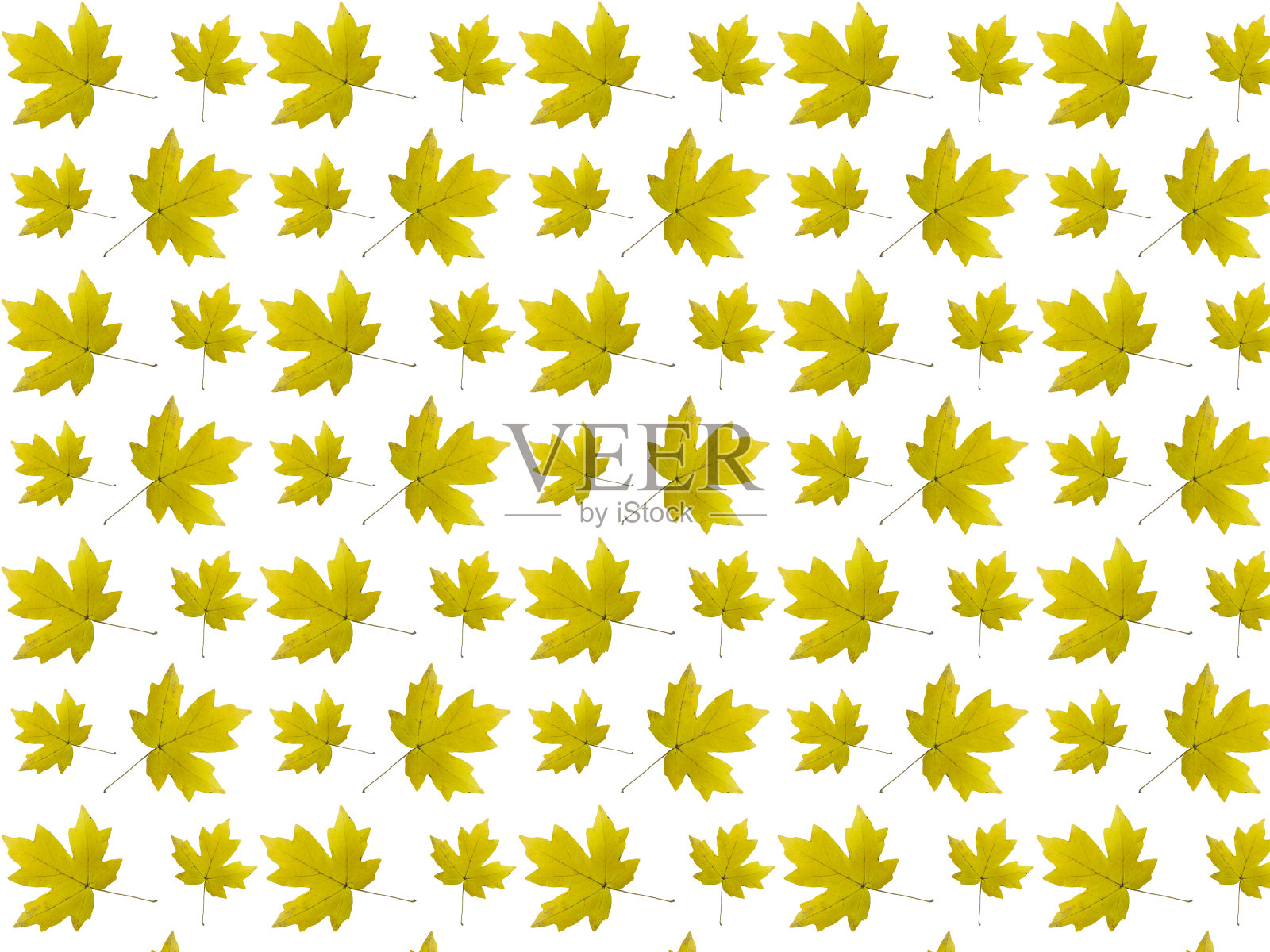 无缝图案的黄色秋叶在白色的背景。照片摄影图片