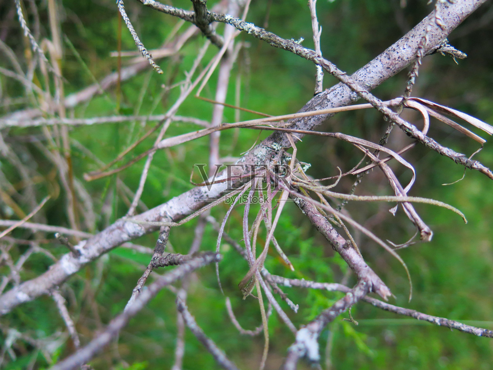 干枝面对绿色新鲜植物墙照片摄影图片