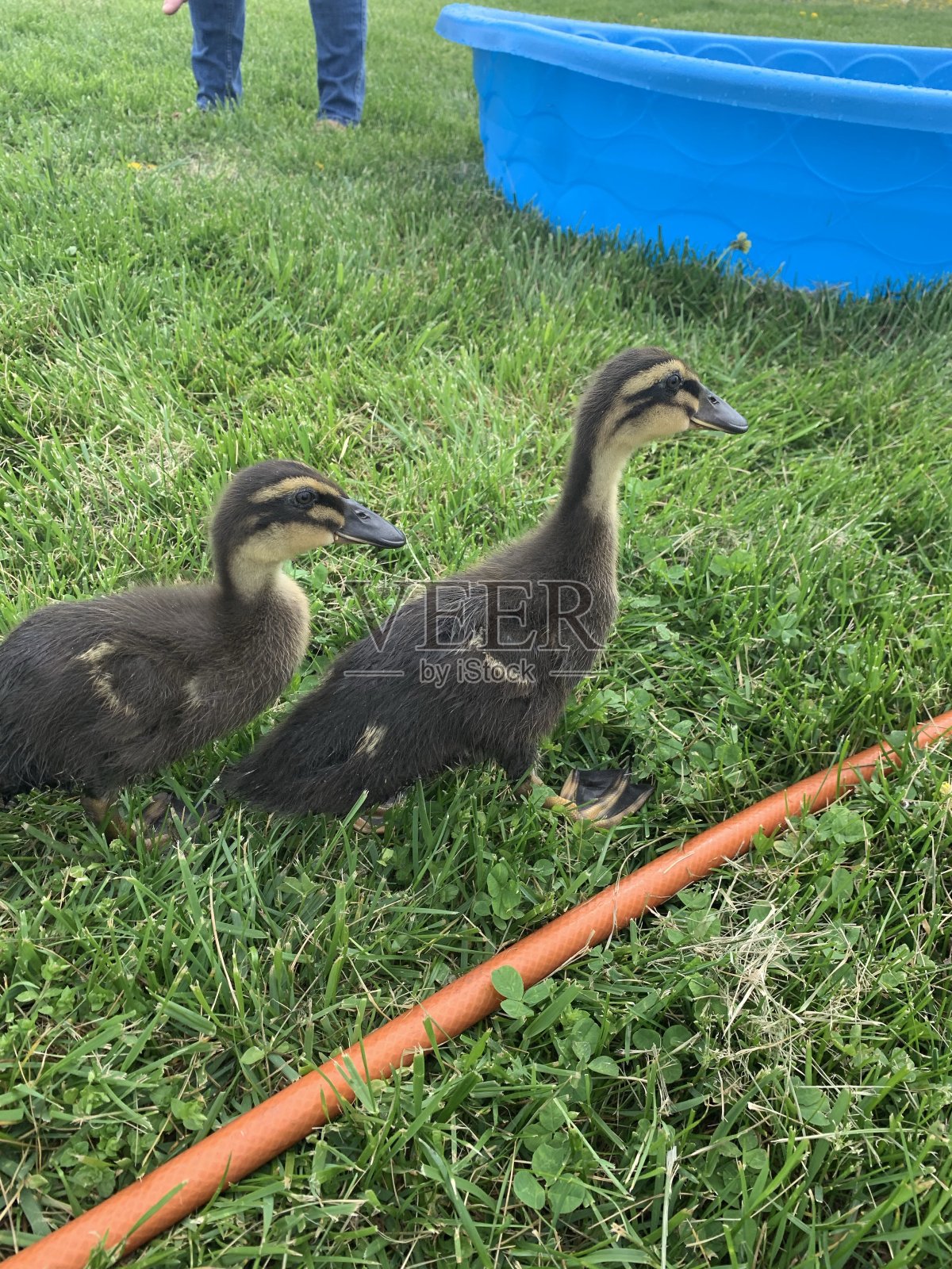 鸭子照片摄影图片