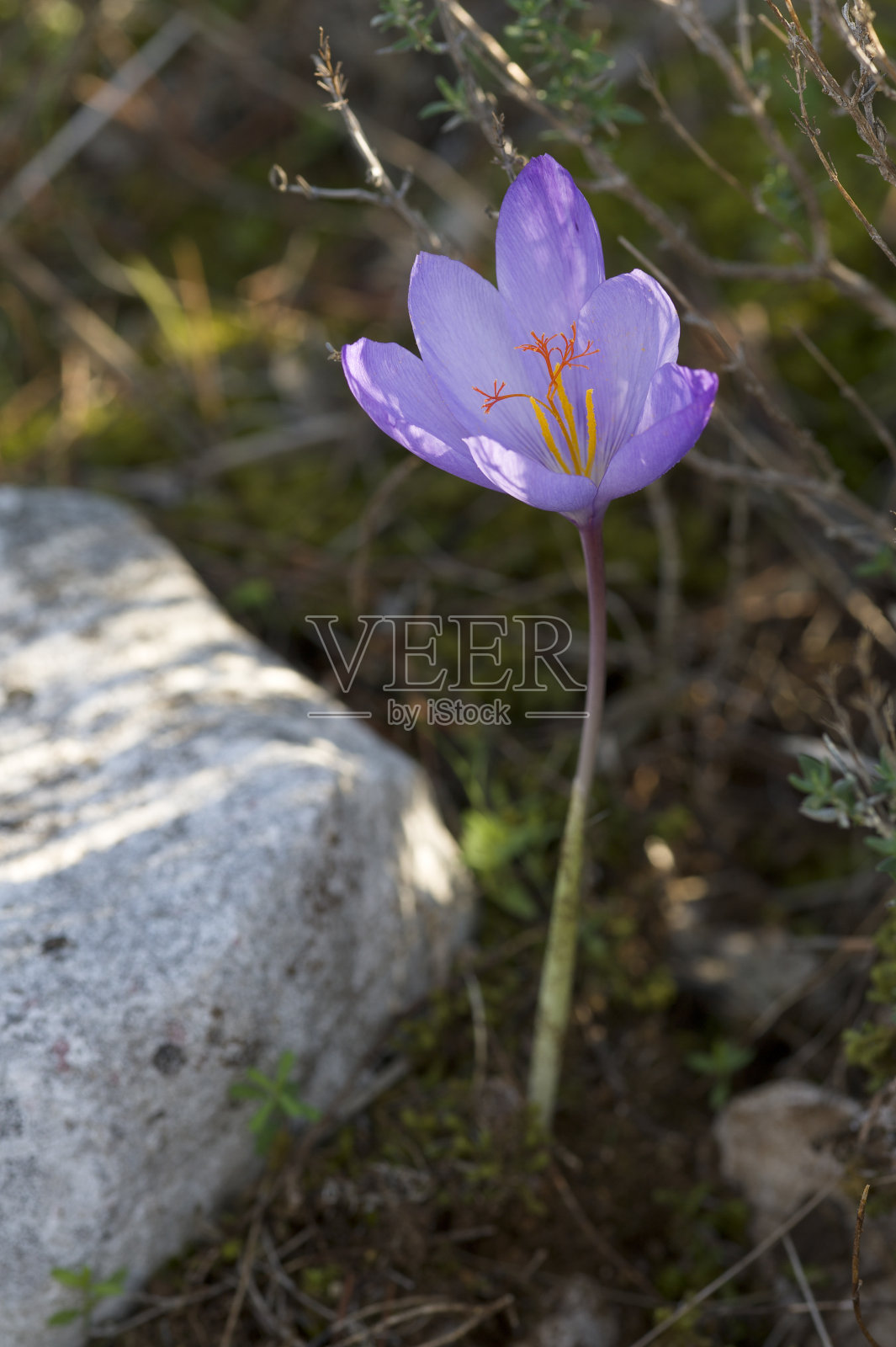 春季番红花照片摄影图片