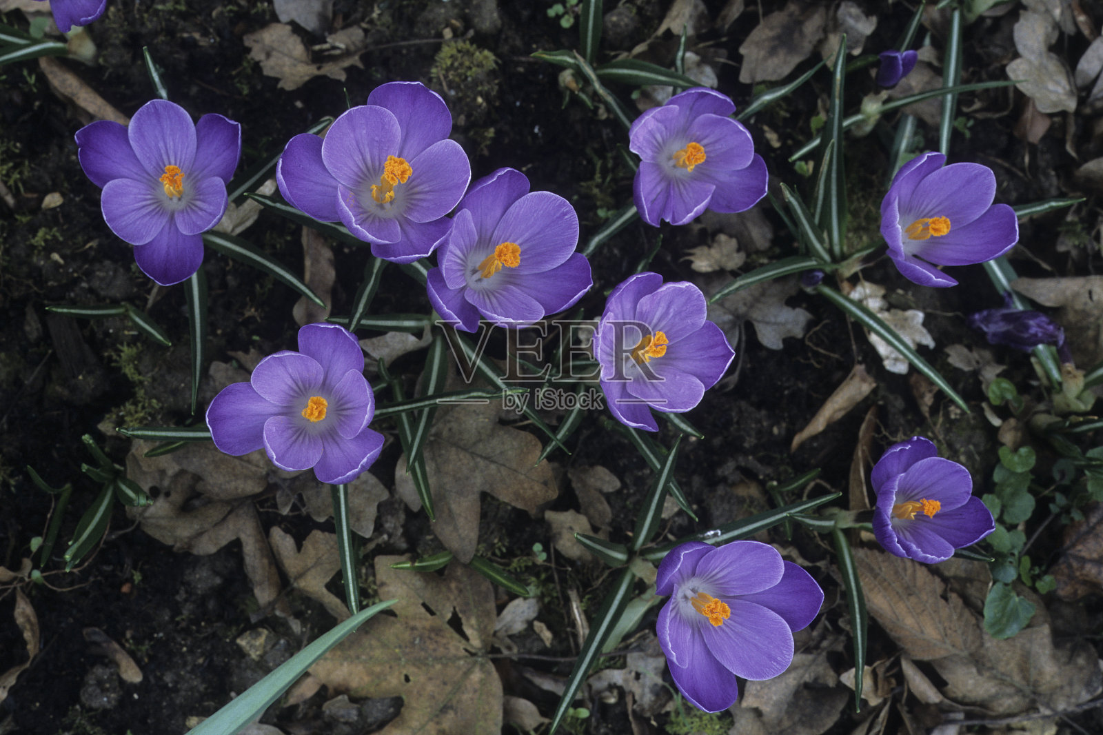 春季番红花照片摄影图片