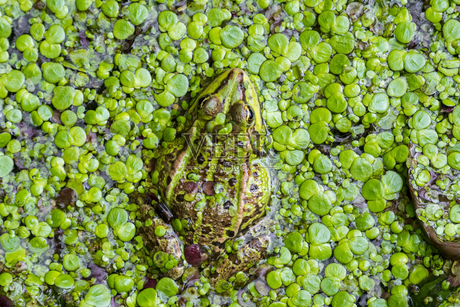 池塘中的可食蛙/普通水蛙/绿蛙(Pelophylax kl. esculentus / Rana esculenta)照片摄影图片