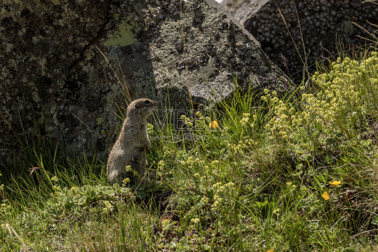 囊地鼠用后腿站立在地上,饶有兴趣地望着前方。野生地鼠的肖像。野生动物照片摄影图片