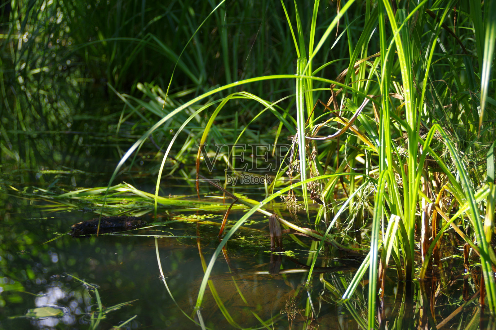 水生植物湿地-恢复自然环境照片摄影图片