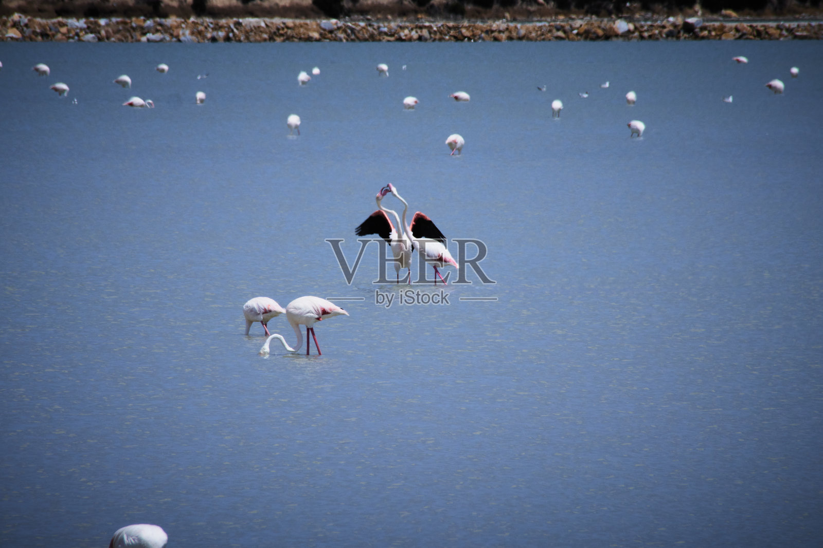 圣佩德罗德尔皮纳塔盐沼中的火烈鸟照片摄影图片