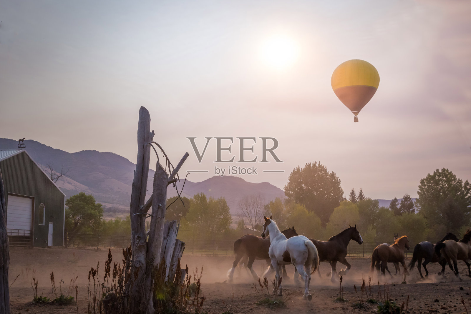 热气球在马的上空照片摄影图片