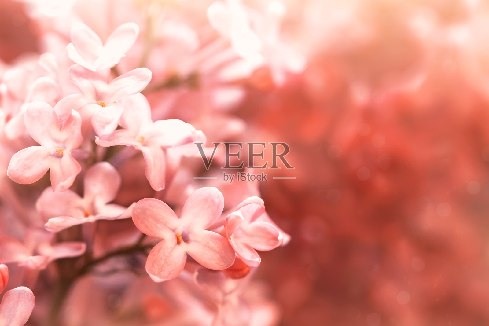 可爱的粉红色花朵特写,美丽的花背景,春天的花照片摄影图片