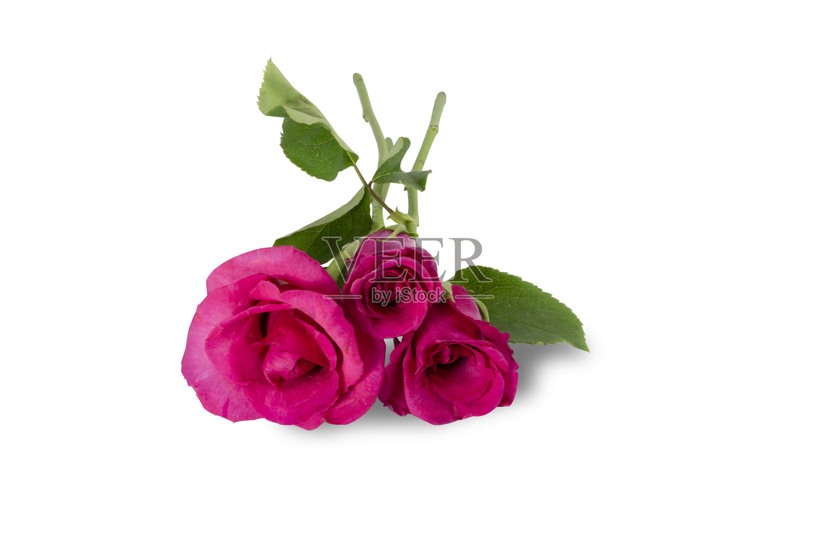 美丽的单瓣红玫瑰与空白空白的白色背景。照片摄影图片