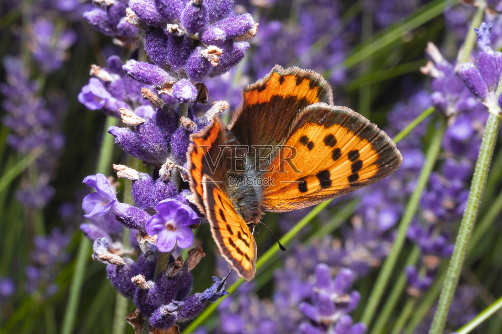 稀有的铜是一种灰蝶科蝴蝶。黄狼蛛坐在绿色的紫罗兰花上。蝴蝶放大照相。照片摄影图片