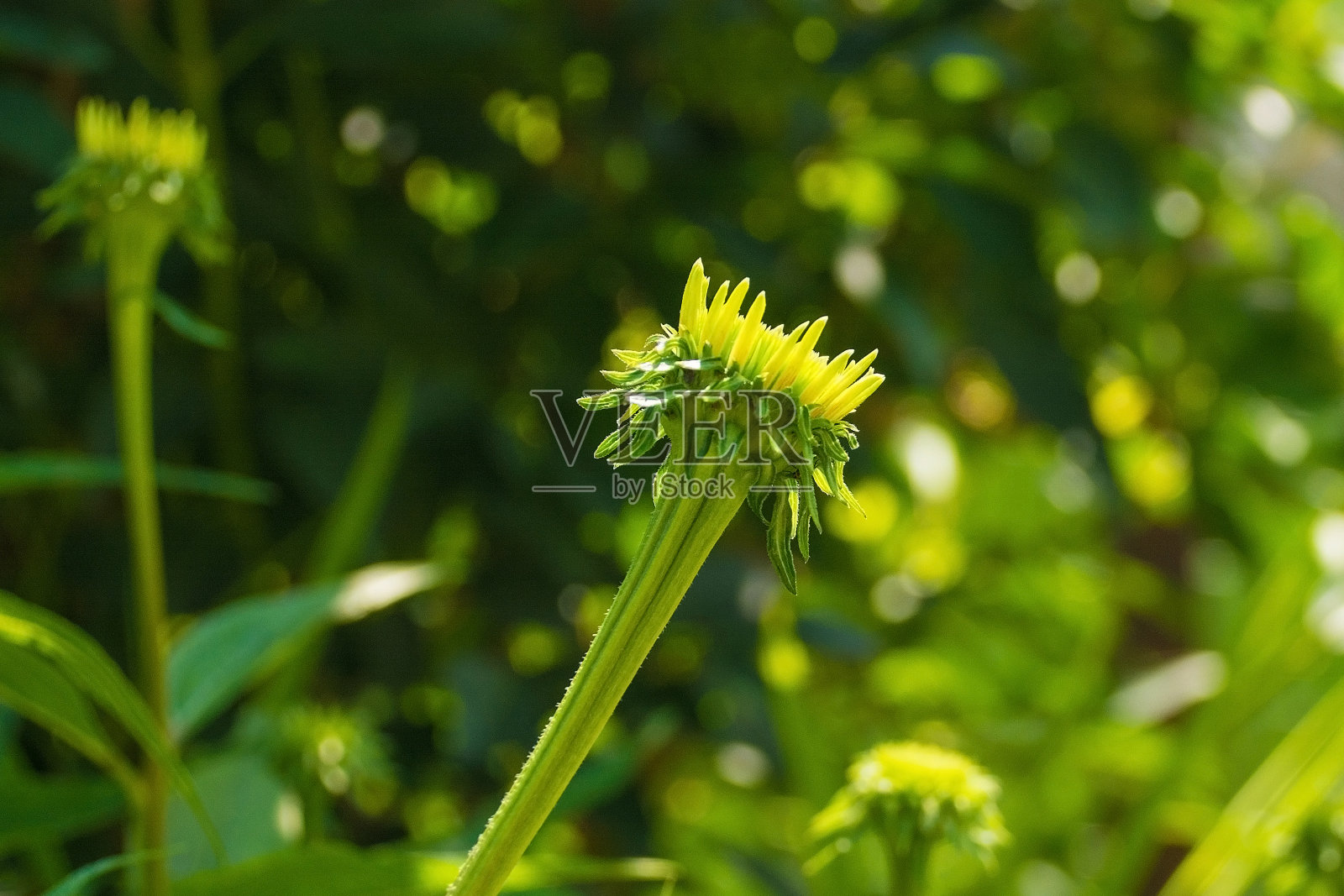 紫锥菊紫竹芽照片摄影图片