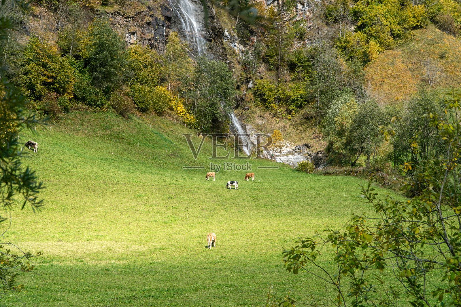 一群牛在高山高处的草地上吃草,山上有森林和瀑布照片摄影图片