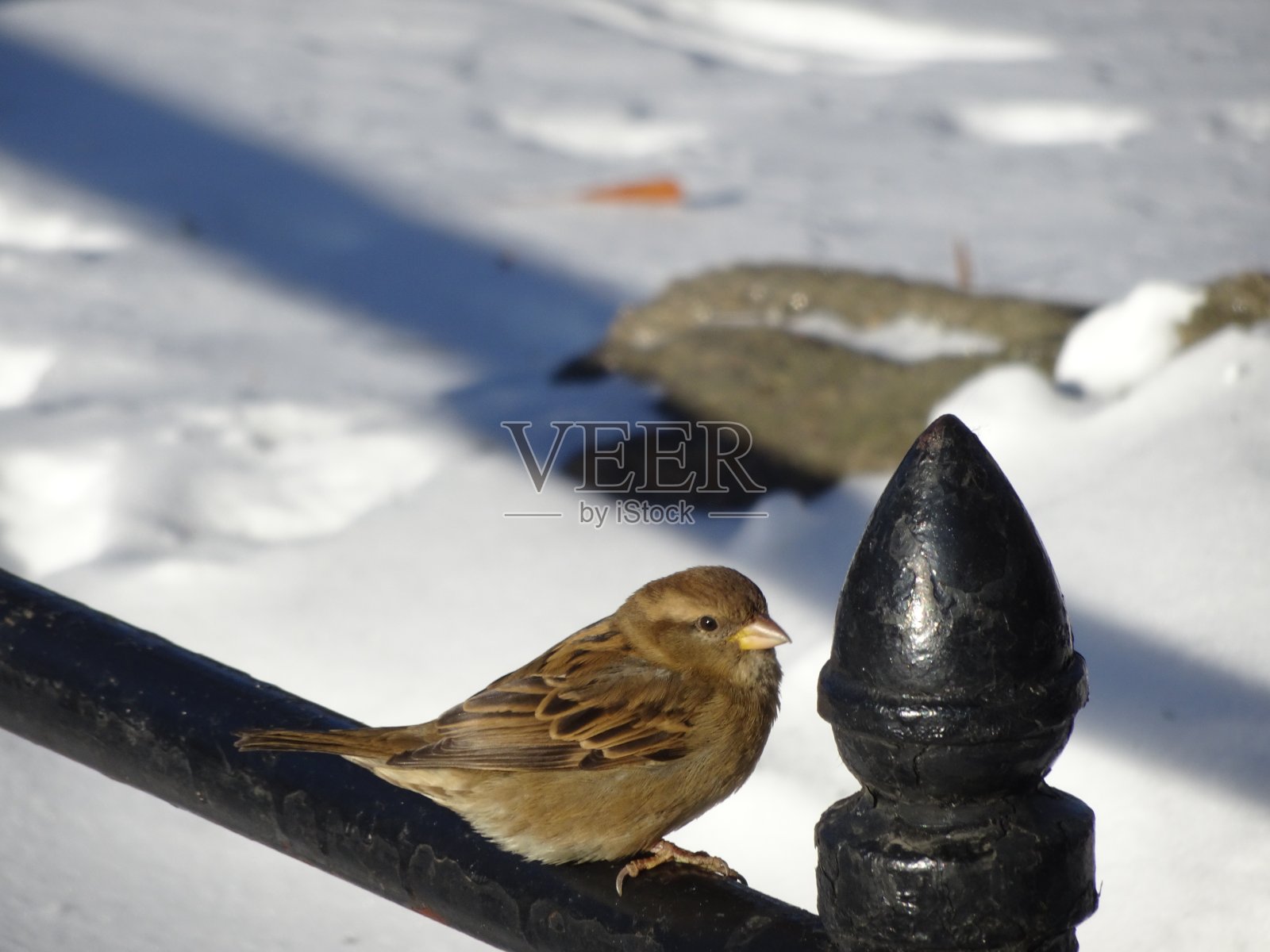 中央公园的鸟在冬天照片摄影图片
