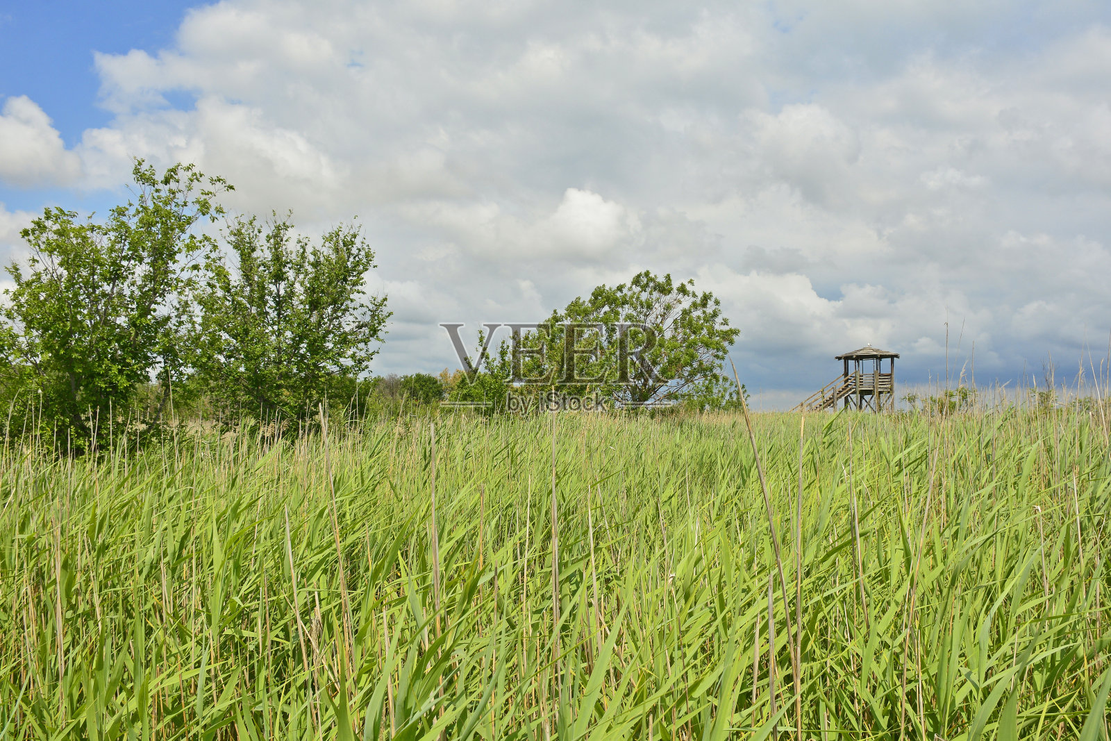 意大利蓬塔斯多巴湿地照片摄影图片