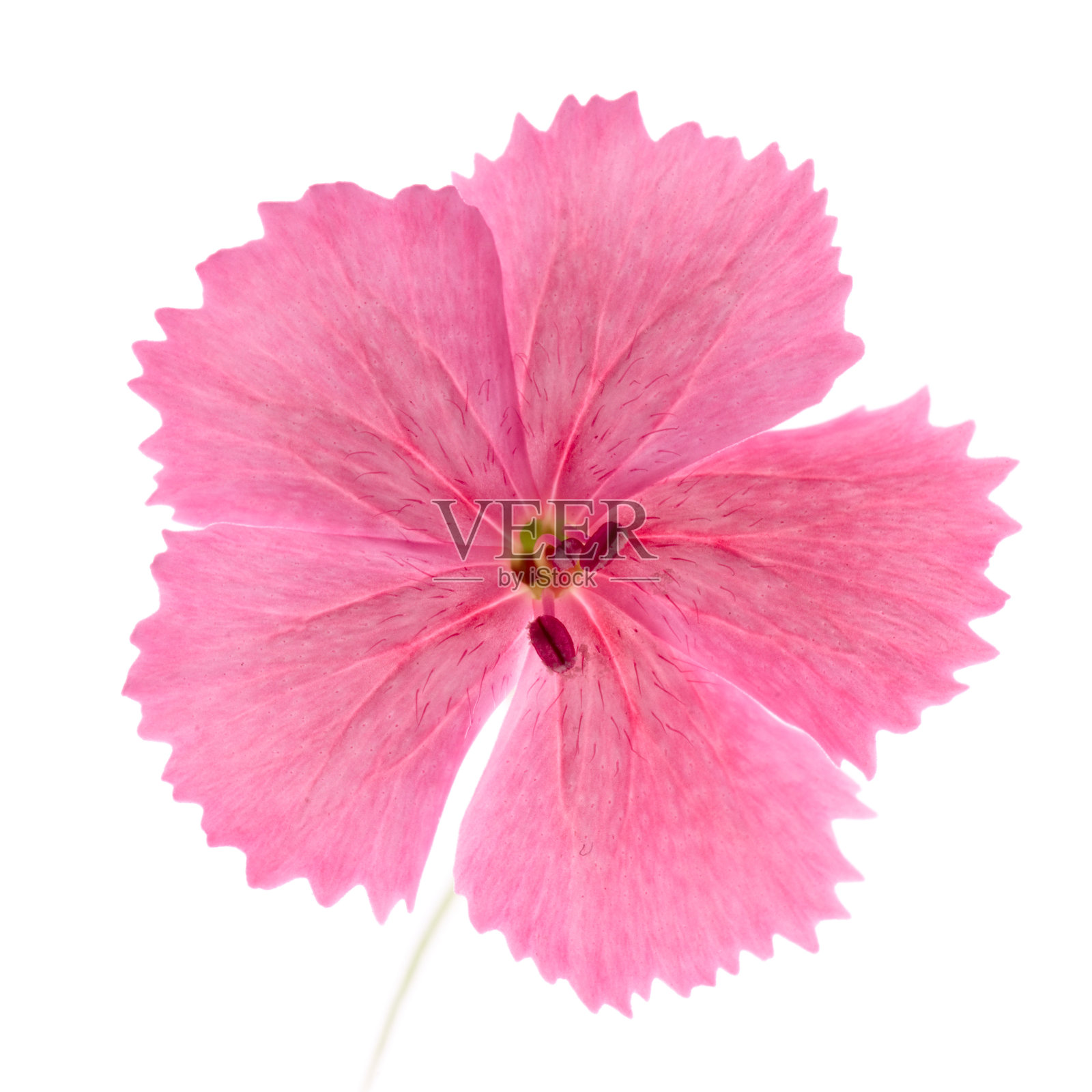 红色康乃馨花,孤立照片摄影图片