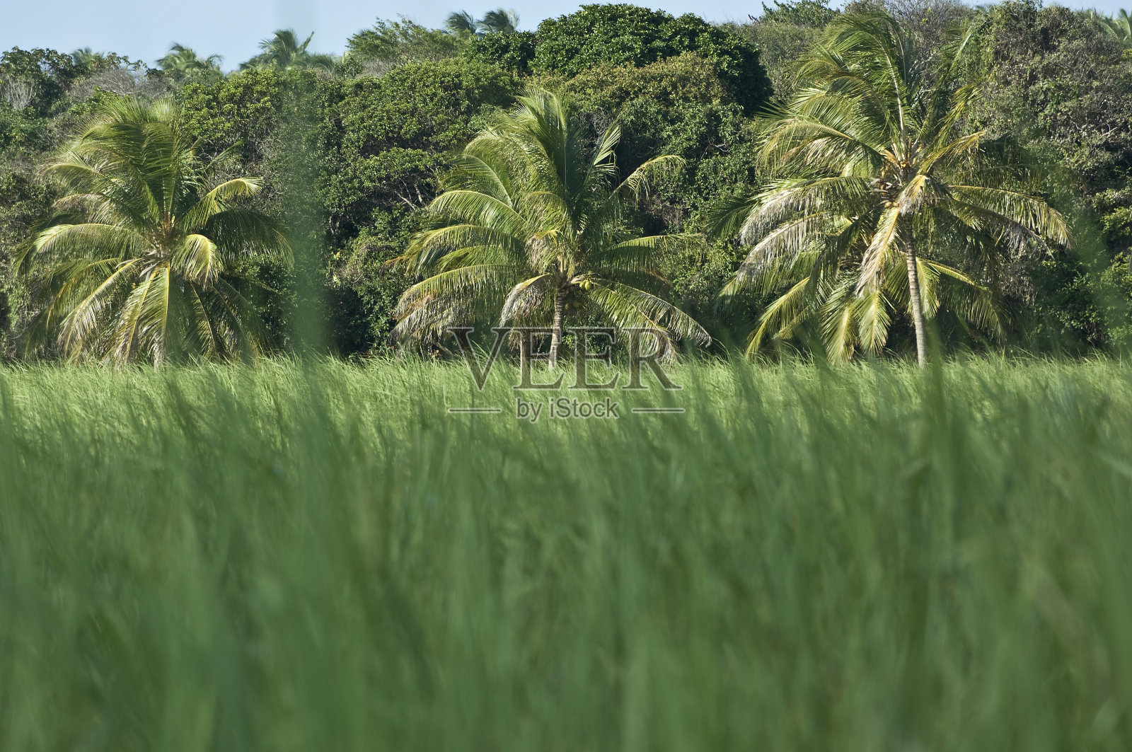 可再生绿色能源。照片摄影图片