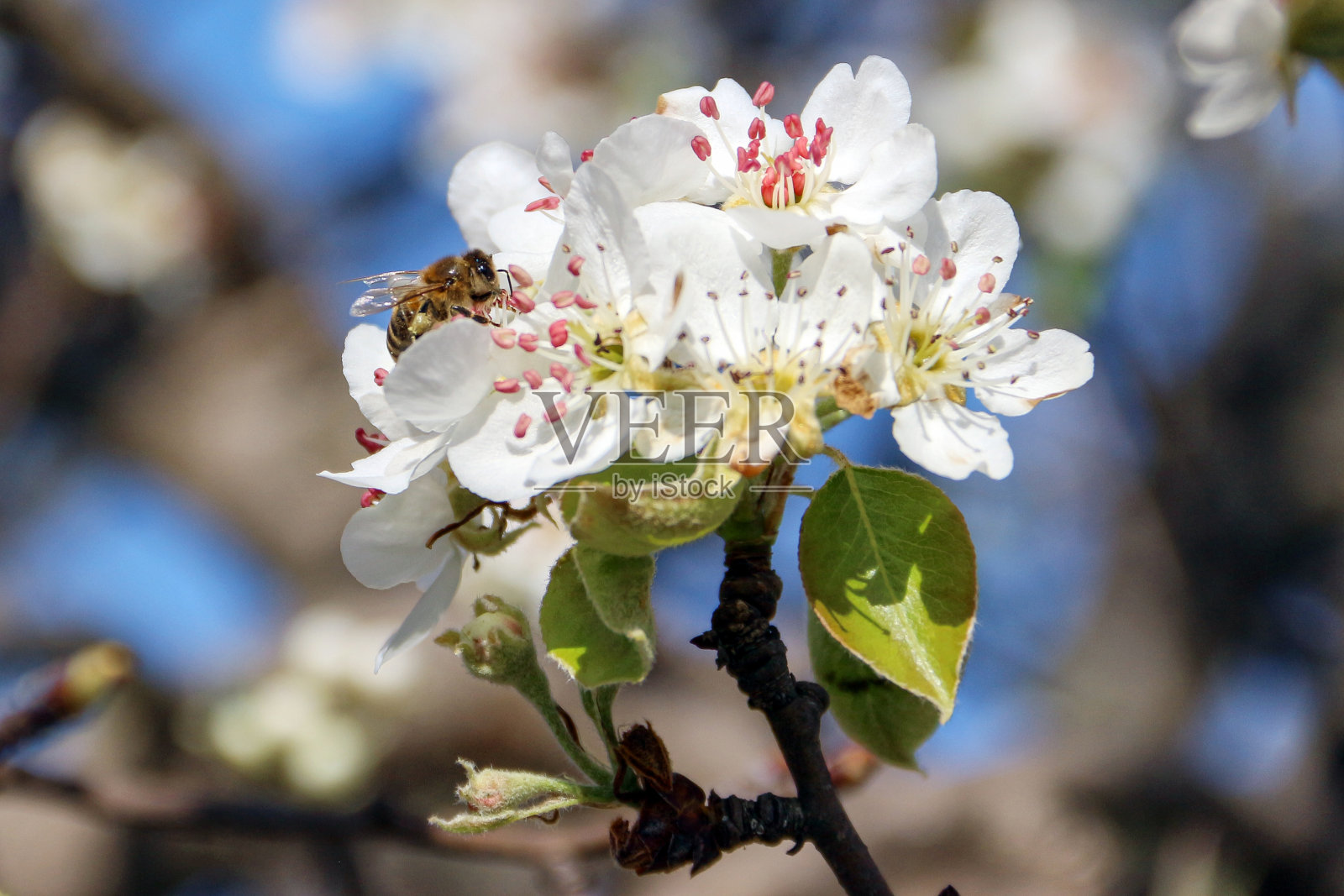 蜜蜂照片摄影图片
