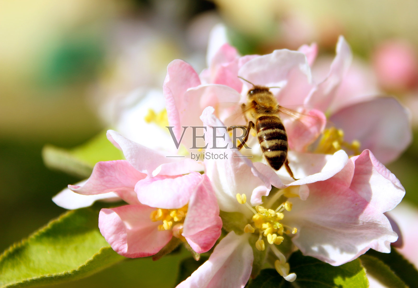 蜜蜂照片摄影图片