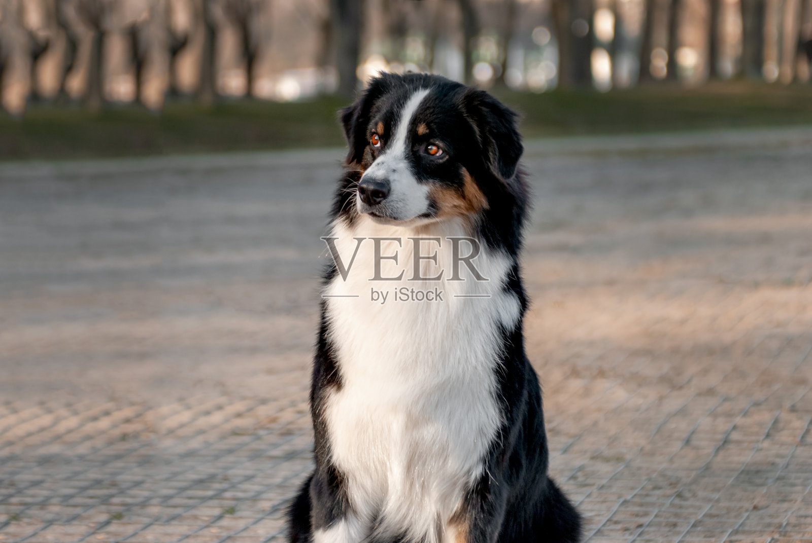 户外澳大利亚牧羊犬的肖像照片摄影图片