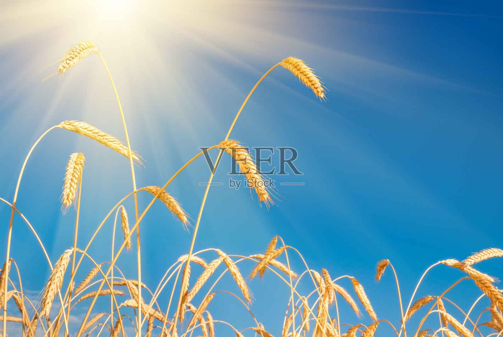小麦穗金色特写。麦田照片摄影图片