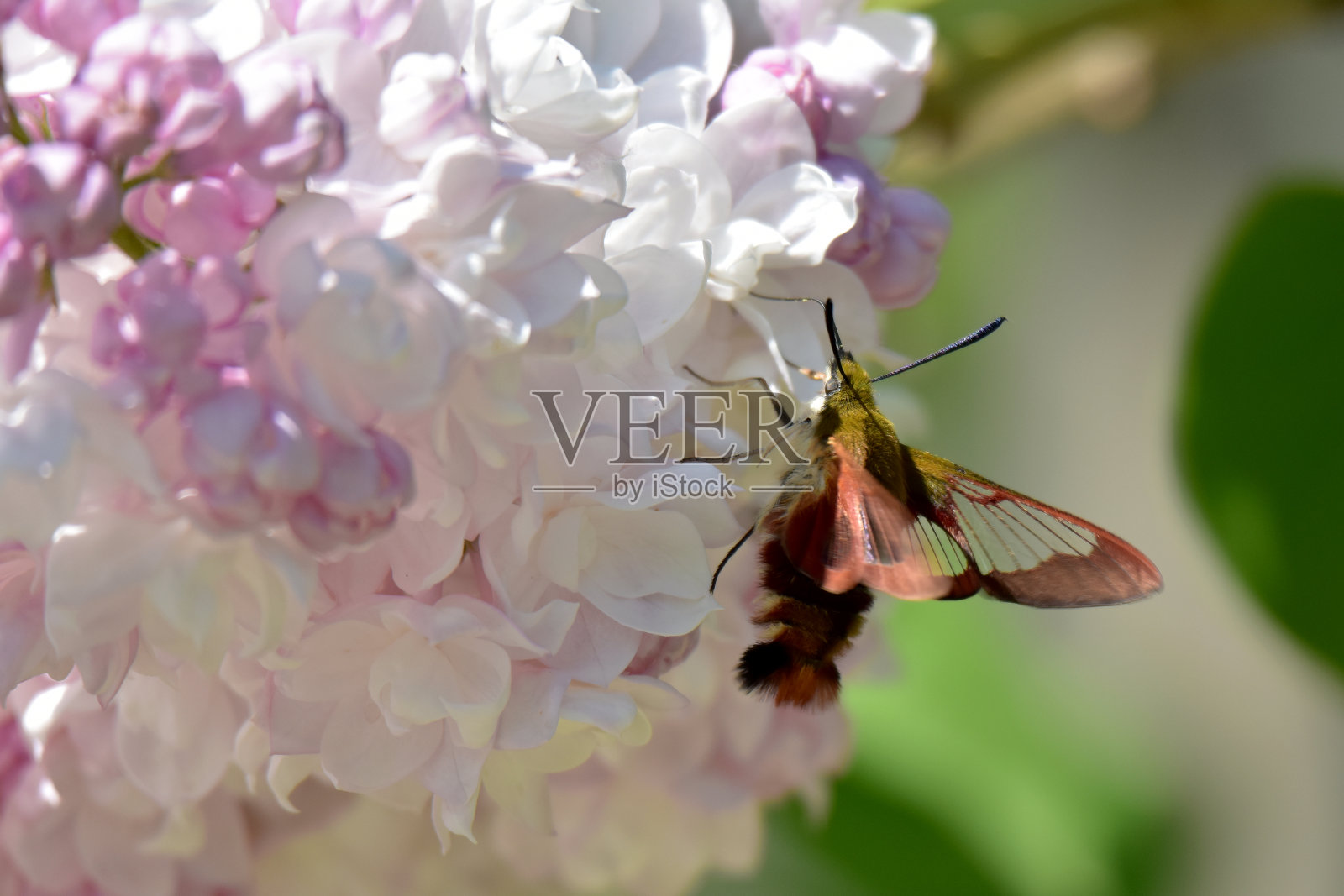 蜂鸟蛾采集丁香花蜜照片摄影图片