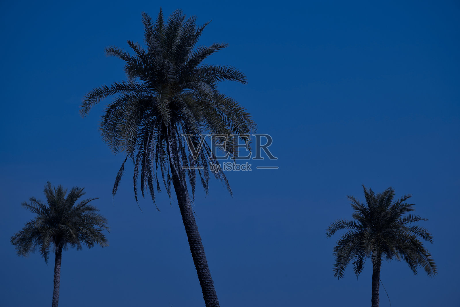 棕榈树和月夜的天空。照片摄影图片