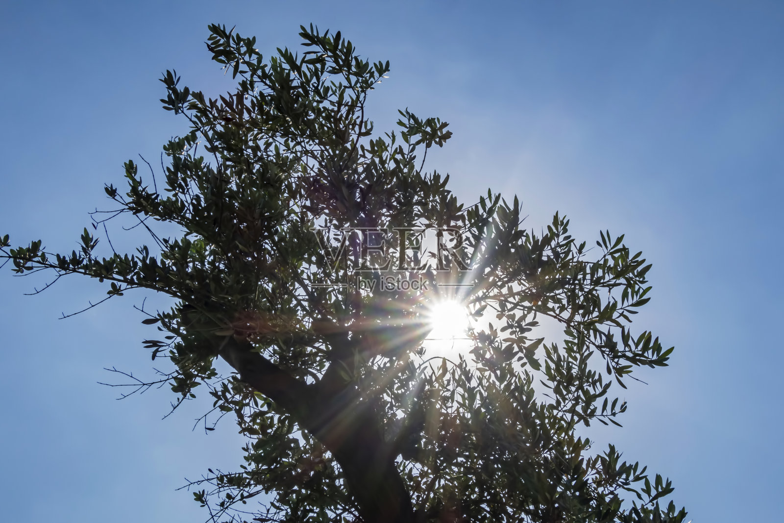 大自然中的蓝天和橄榄树照片摄影图片
