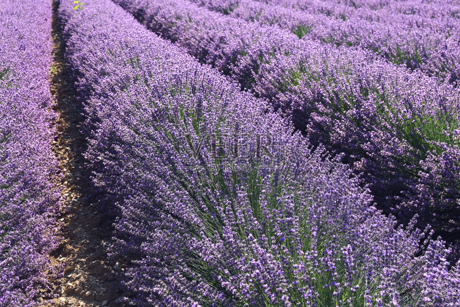 花卉背景:成排盛开的薰衣草照片摄影图片