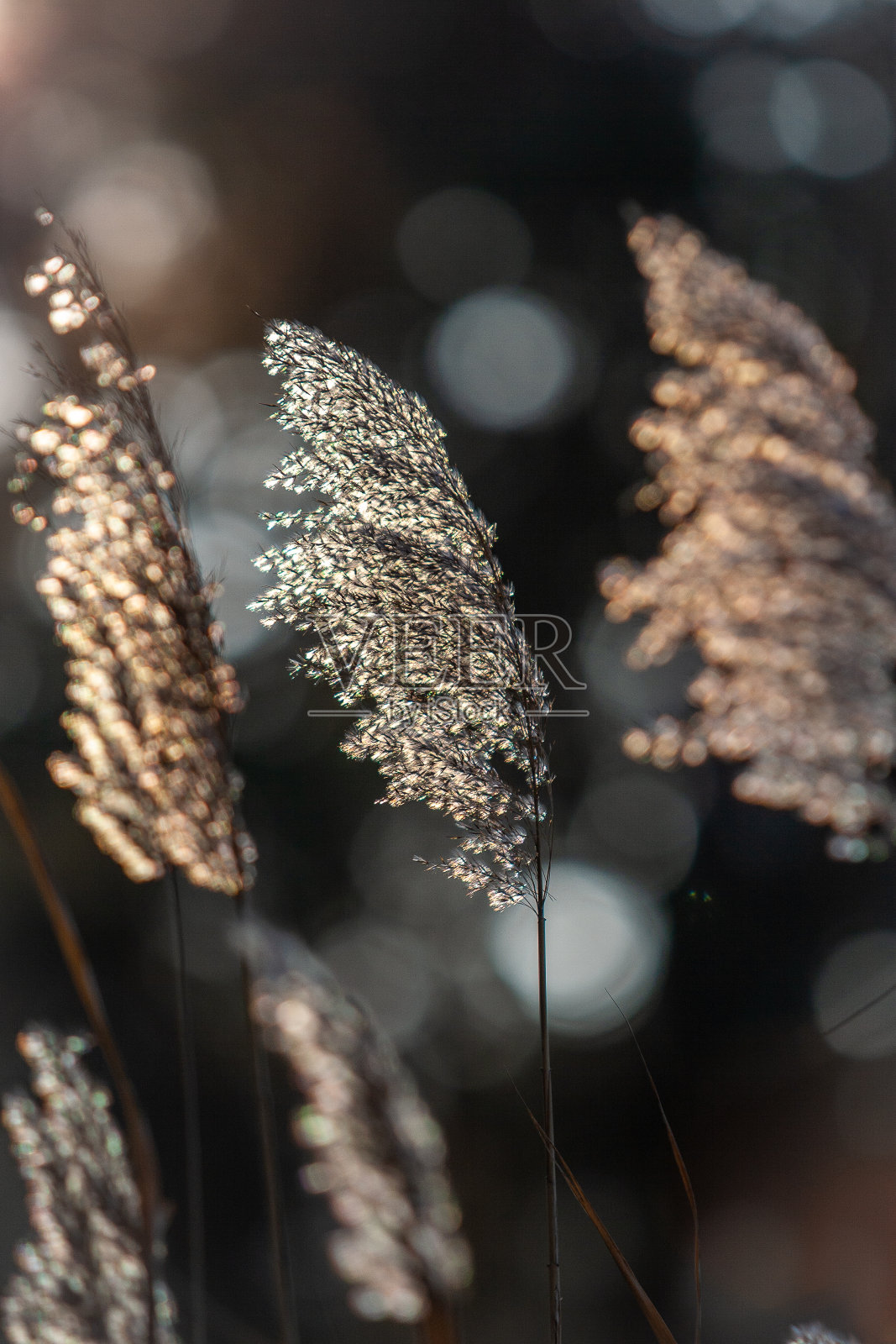 芦苇(宏)照片摄影图片