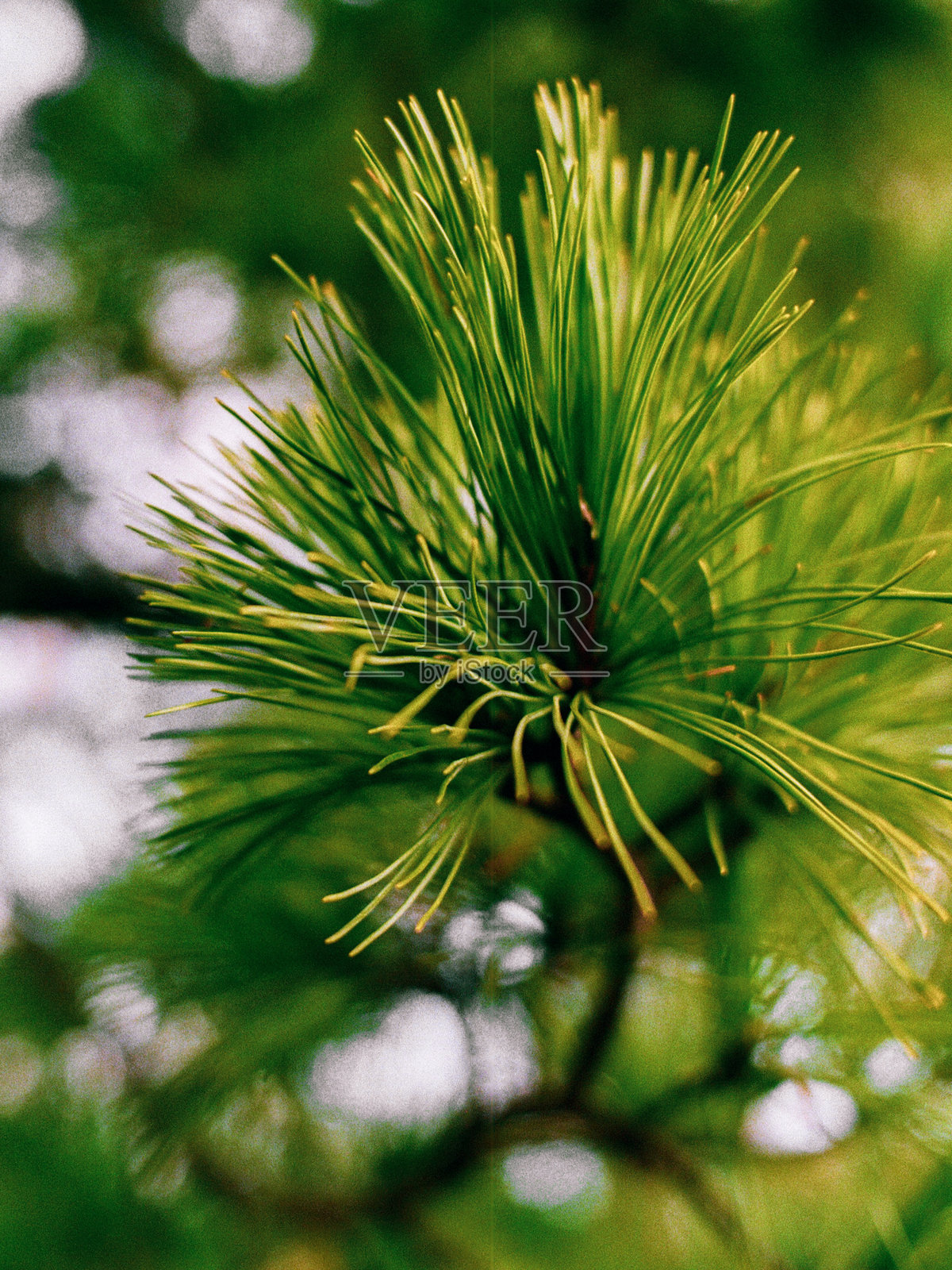 自然,花照片摄影图片