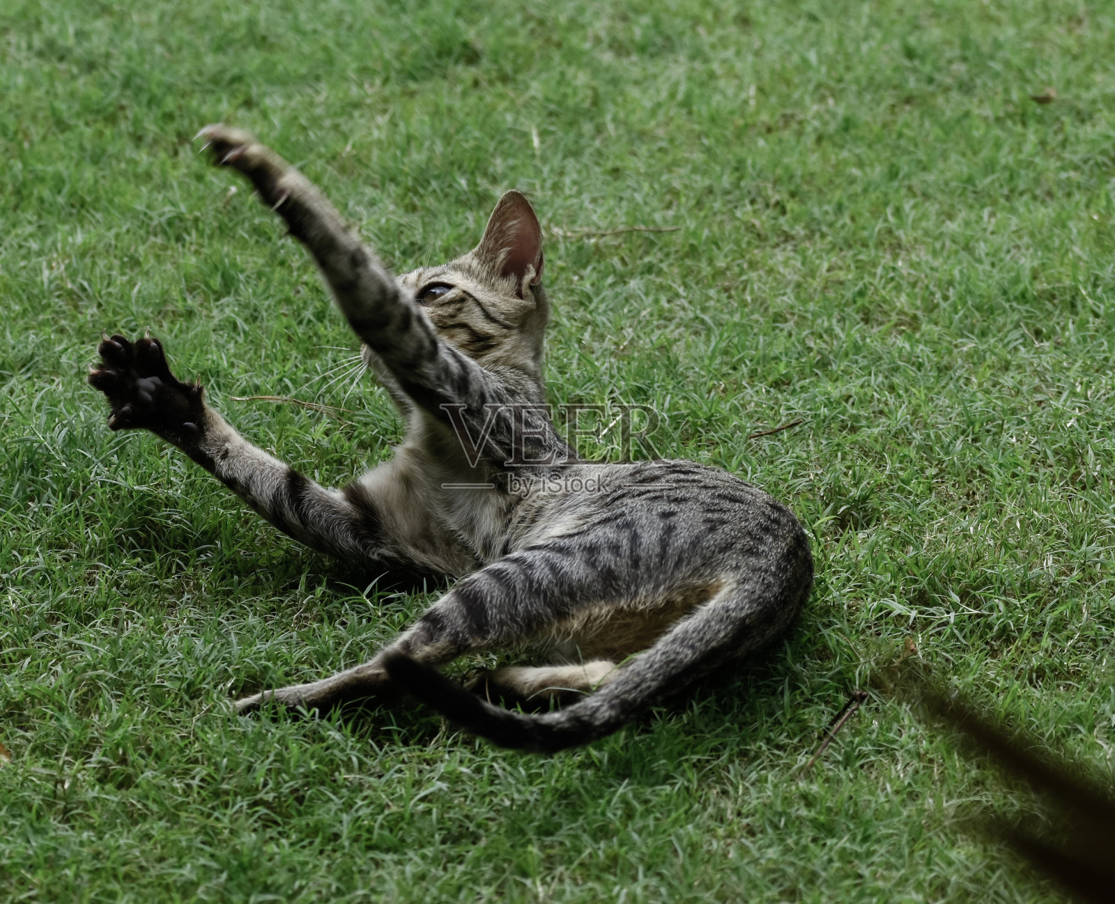 一张小猫玩耍的特写照片。照片摄影图片