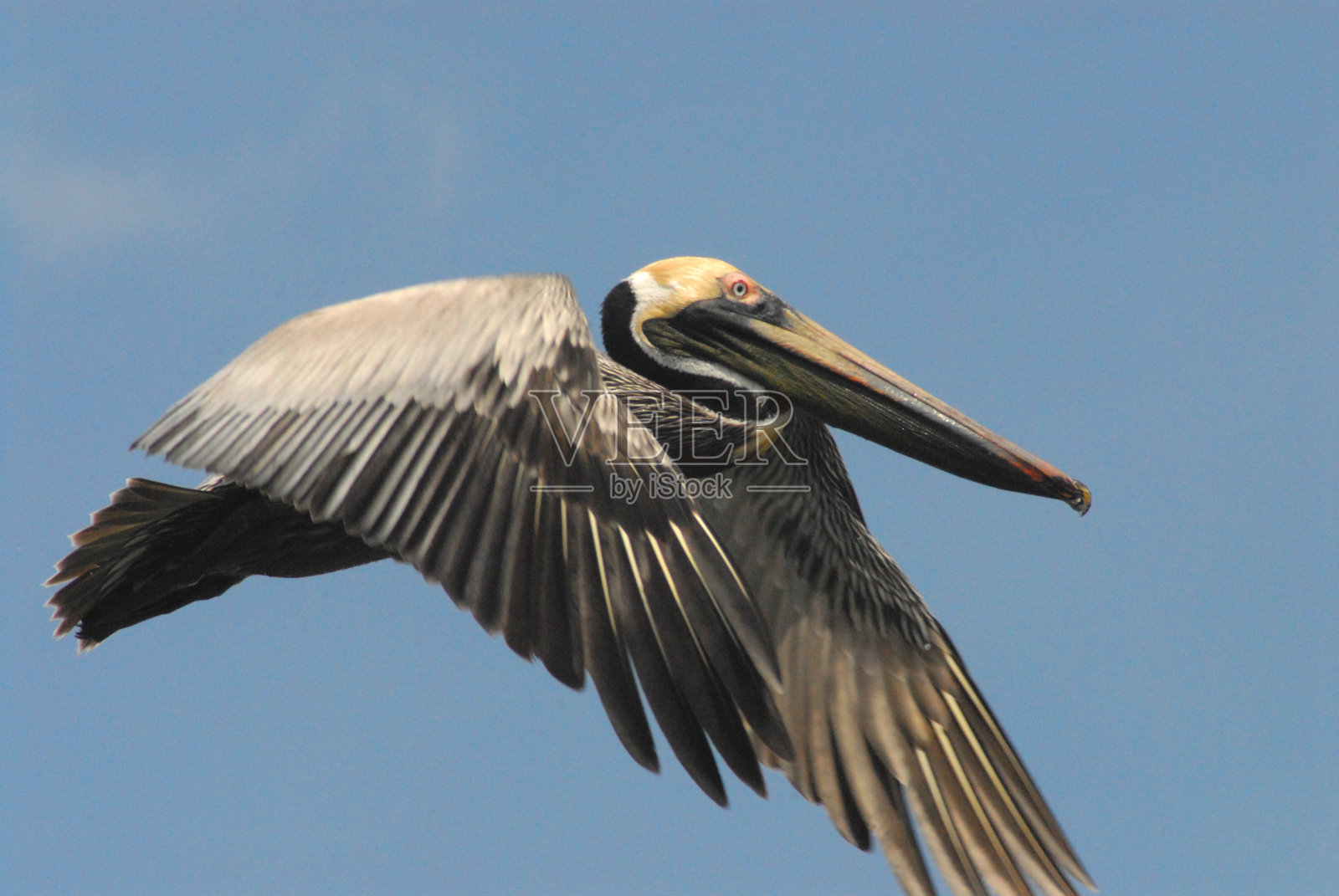 鸟类-佛罗里达-一个彩色棕色鹈鹕的近距离飞行照片摄影图片
