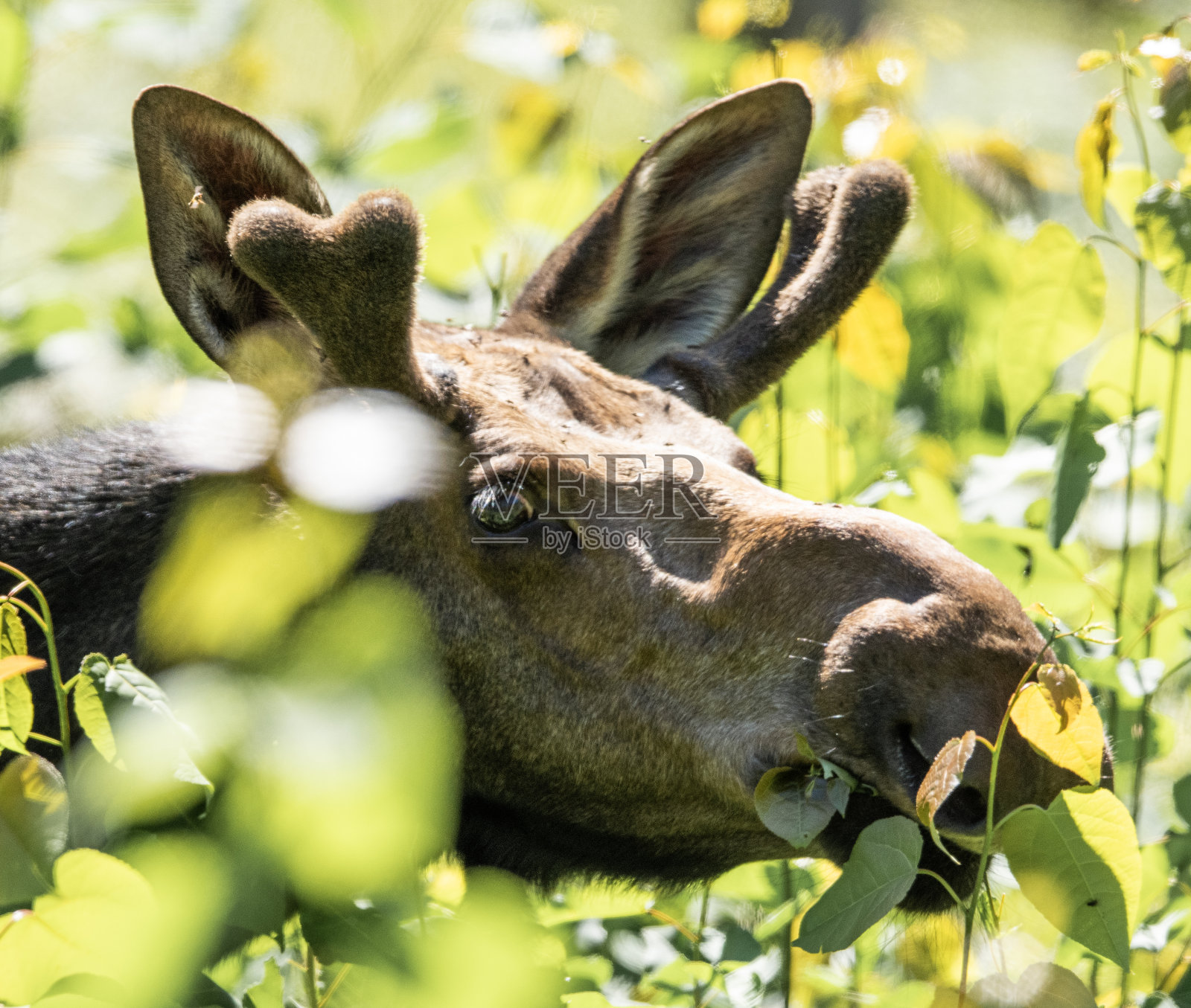 缅因州的麋鹿照片摄影图片