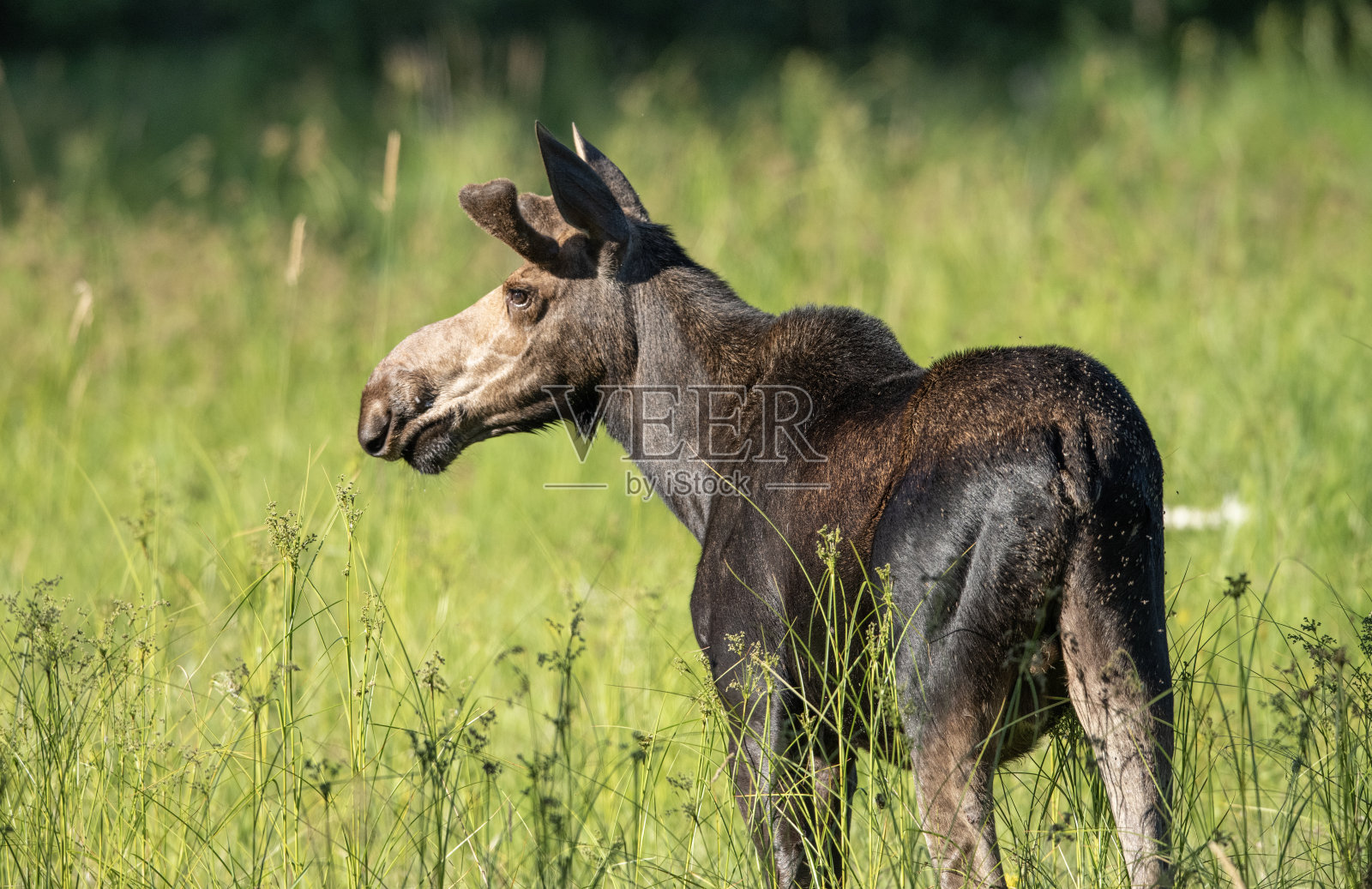 缅因州的麋鹿照片摄影图片