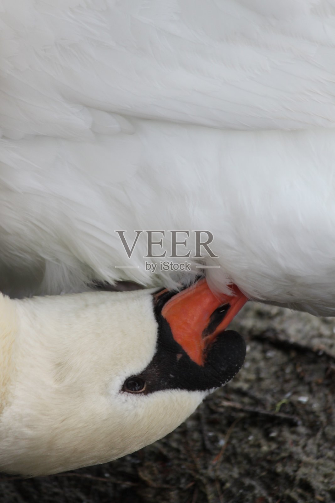 白天鹅照片摄影图片