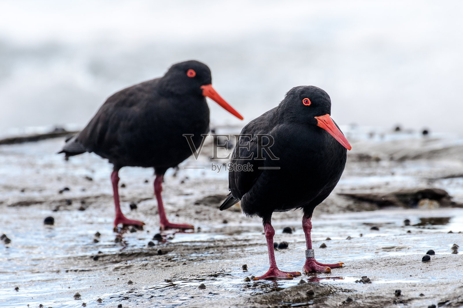 乌黑的蛎鹬照片摄影图片