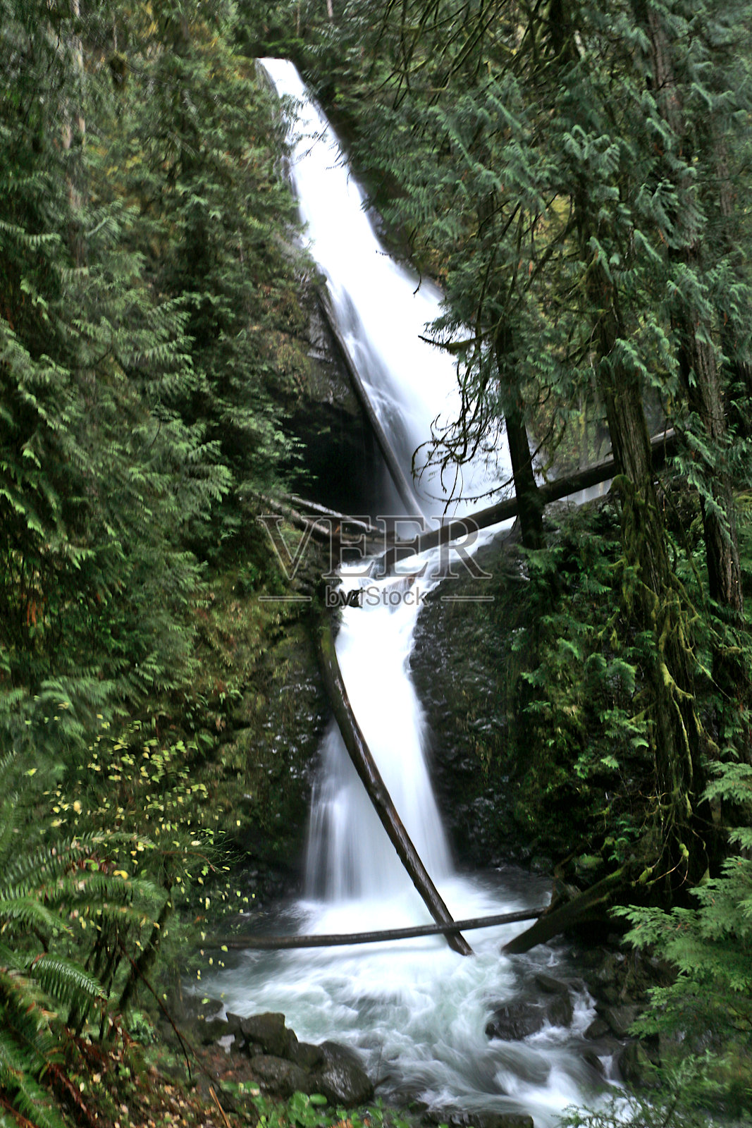 森林的景色照片摄影图片