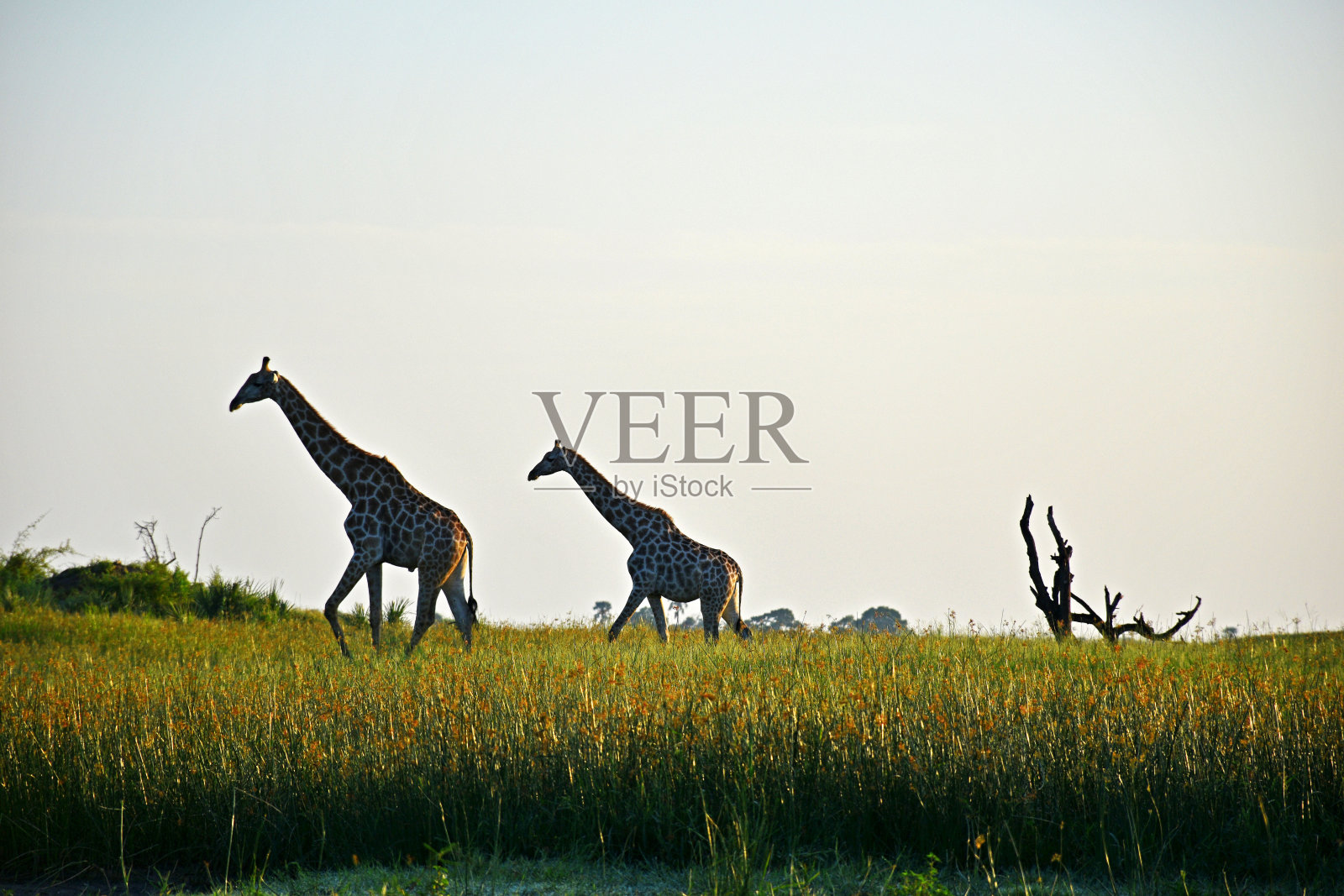 奥卡万戈三角洲的长颈鹿照片摄影图片