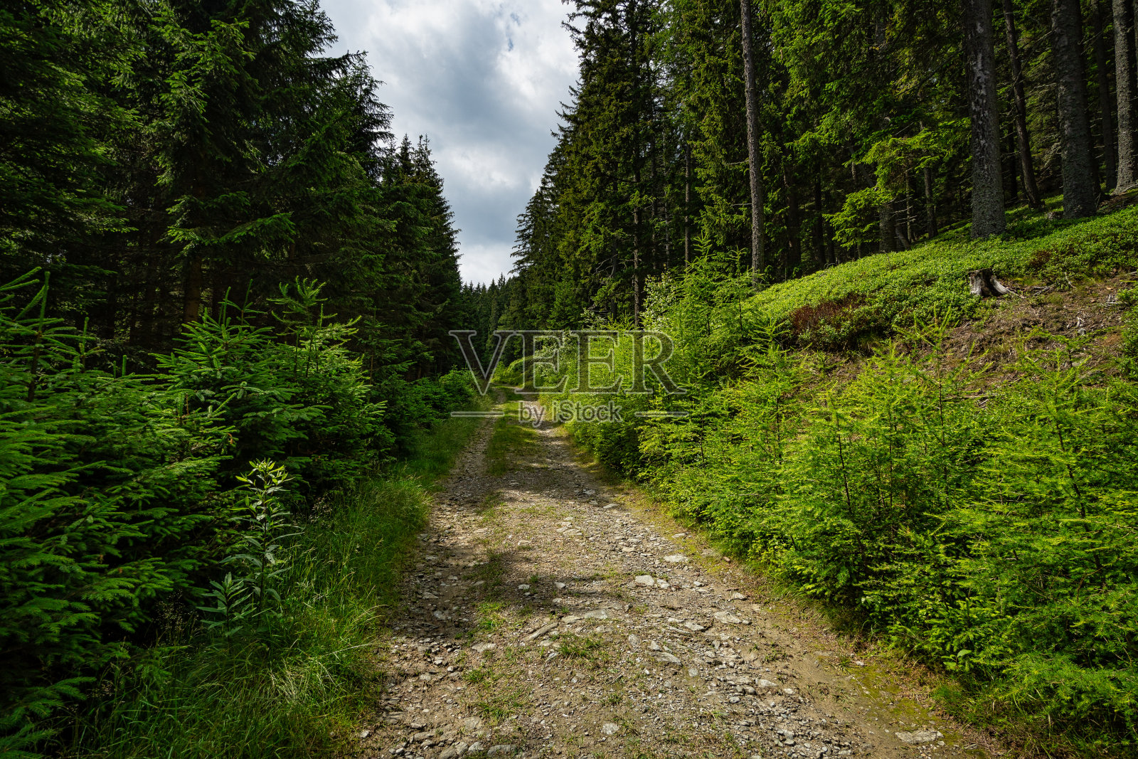 森林街照片摄影图片