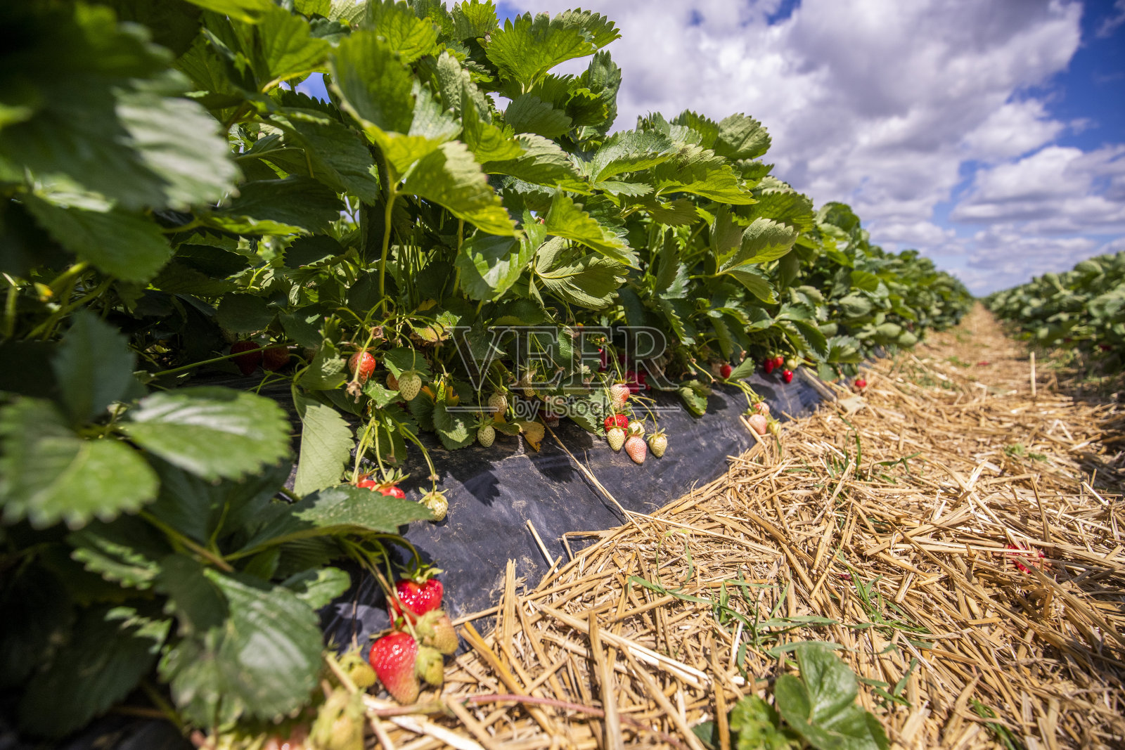 在草莓照片摄影图片