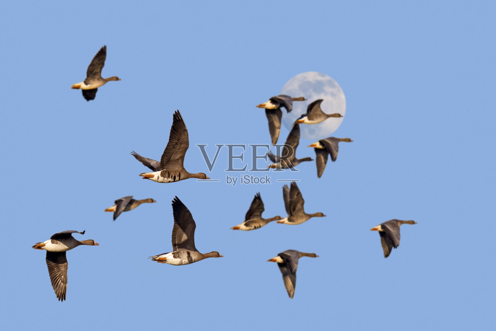 满月和一群白头鹅/大白头鹅(白头鹅)在黄昏的蓝天下飞行照片摄影图片